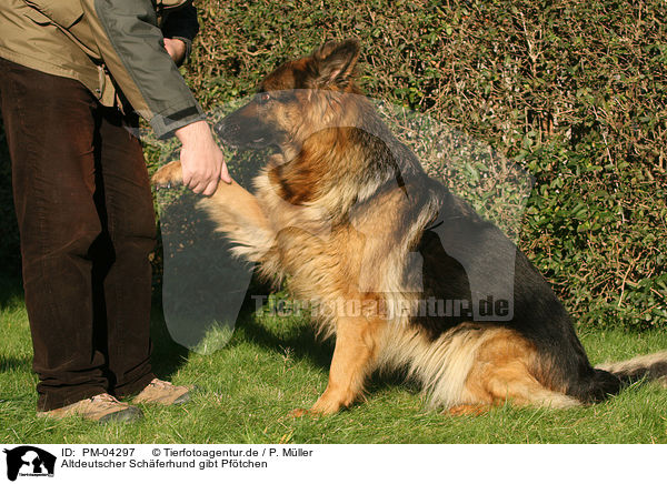 Altdeutscher Schferhund gibt Pftchen / PM-04297