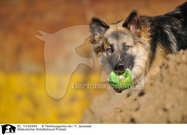 Altdeutscher Schferhund Portrait / YJ-02494