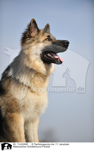 Altdeutscher Schferhund Portrait / YJ-02495