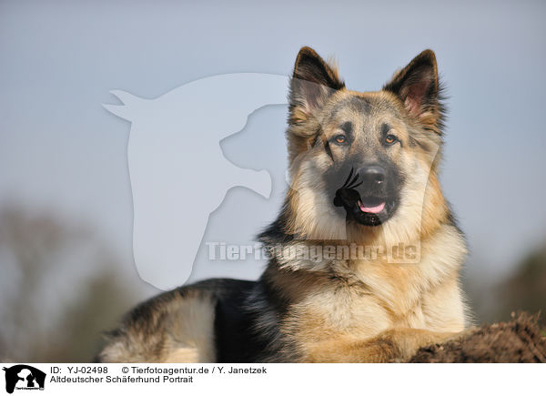 Altdeutscher Schferhund Portrait / YJ-02498