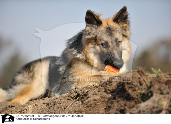 Altdeutscher Schferhund / Old German Shepherd / YJ-02499