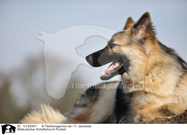 Altdeutscher Schferhund Portrait / YJ-02501