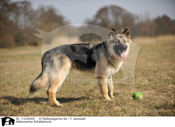 Altdeutscher Schferhund / YJ-02505
