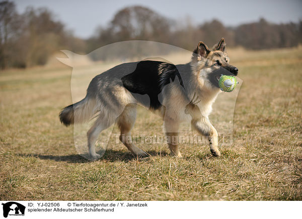 spielender Altdeutscher Schferhund / playing Old German Shepherd / YJ-02506