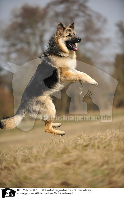springender Altdeutscher Schferhund / YJ-02507