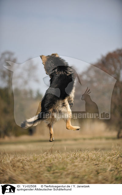springender Altdeutscher Schferhund / jumping Old German Shepherd / YJ-02508