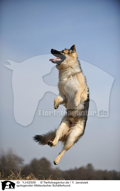 springender Altdeutscher Schferhund / YJ-02509