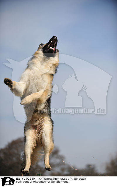 springender Altdeutscher Schferhund / YJ-02510