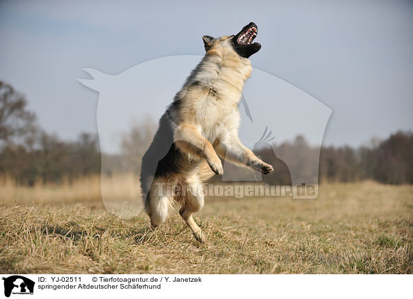 springender Altdeutscher Schferhund / YJ-02511