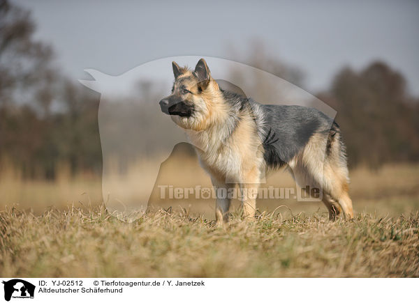 Altdeutscher Schferhund / YJ-02512