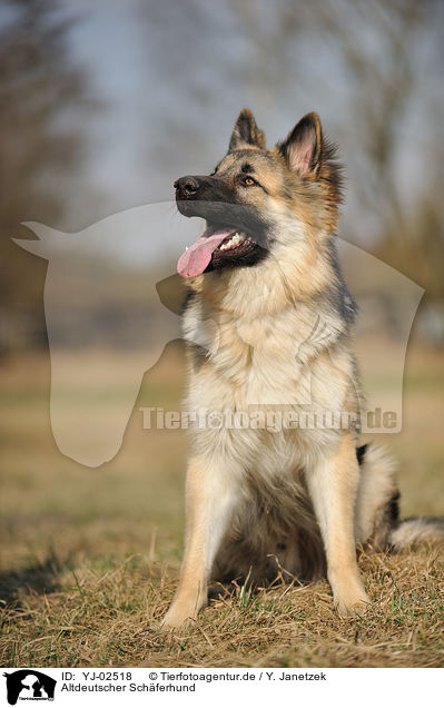 Altdeutscher Schferhund / YJ-02518