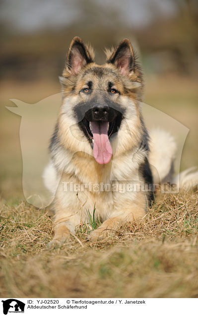 Altdeutscher Schferhund / Old German Shepherd / YJ-02520