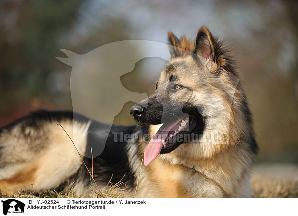 Altdeutscher Schferhund Portrait / Old German Shepherd Portrait / YJ-02524