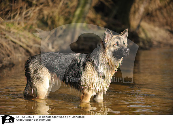 Altdeutscher Schferhund / Old German Shepherd / YJ-02534