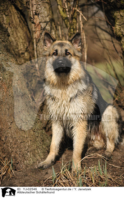 Altdeutscher Schferhund / Old German Shepherd / YJ-02546