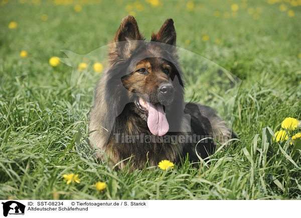 Altdeutscher Schferhund / Old German Shepherd / SST-08234