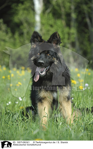 Altdeutscher Schferhund / Old German Shepherd / SST-08241