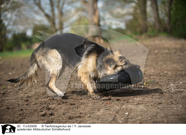 spielender Altdeutscher Schferhund / playing Old German Shepherd / YJ-02856