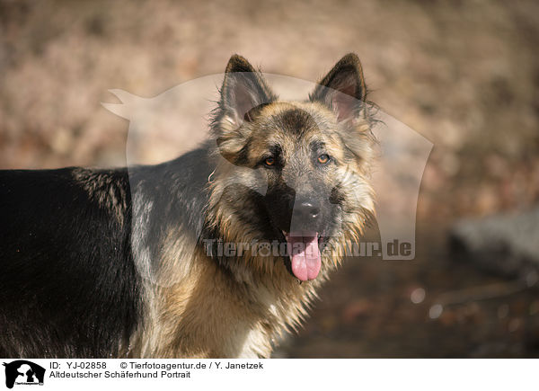 Altdeutscher Schferhund Portrait / YJ-02858