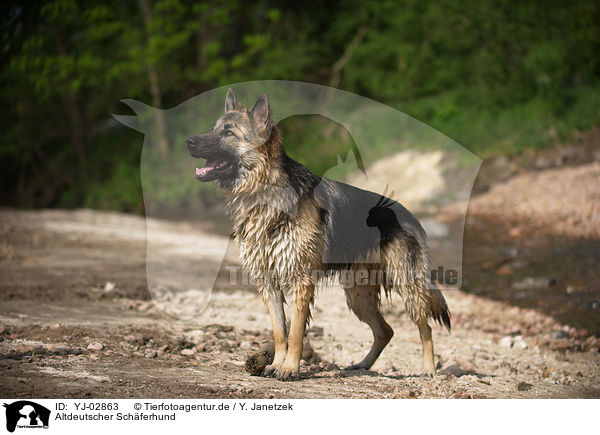 Altdeutscher Schferhund / Old German Shepherd / YJ-02863