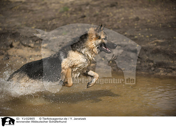 rennender Altdeutscher Schferhund / running Old German Shepherd / YJ-02865