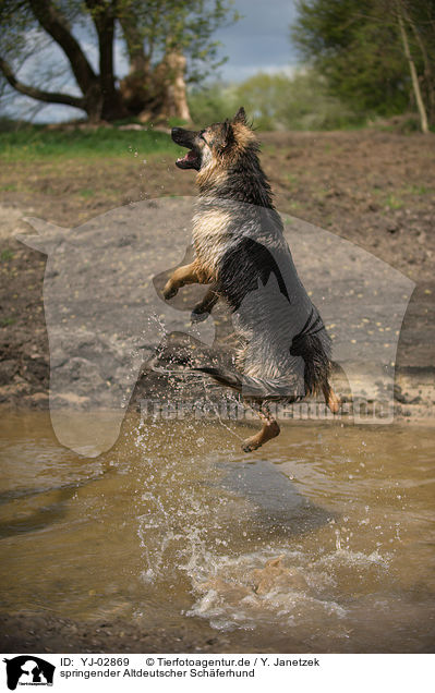 springender Altdeutscher Schferhund / jumping Old German Shepherd / YJ-02869