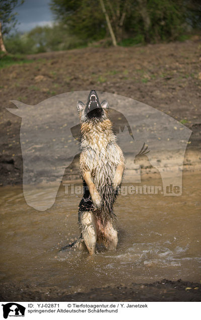 springender Altdeutscher Schferhund / jumping Old German Shepherd / YJ-02871