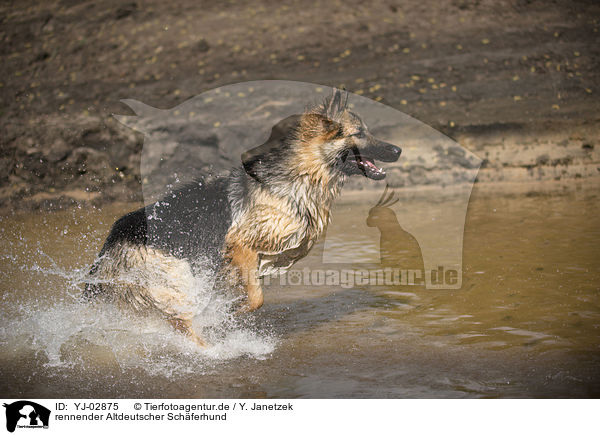 rennender Altdeutscher Schferhund / running Old German Shepherd / YJ-02875