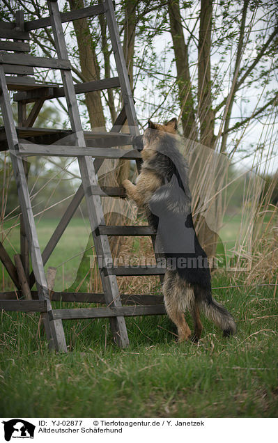 Altdeutscher Schferhund / Old German Shepherd / YJ-02877