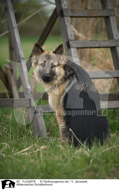 Altdeutscher Schferhund / Old German Shepherd / YJ-02878
