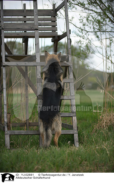 Altdeutscher Schferhund / Old German Shepherd / YJ-02881