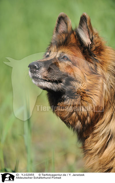 Altdeutscher Schferhund Portrait / YJ-02955