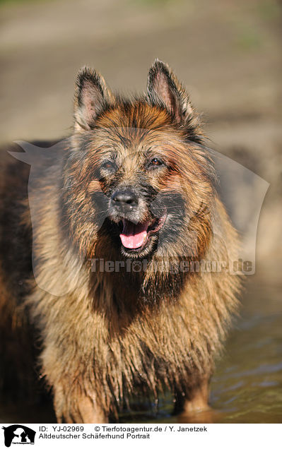 Altdeutscher Schferhund Portrait / Old German Shepherd Portrait / YJ-02969