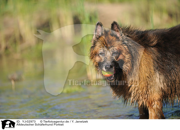 Altdeutscher Schferhund Portrait / YJ-02973