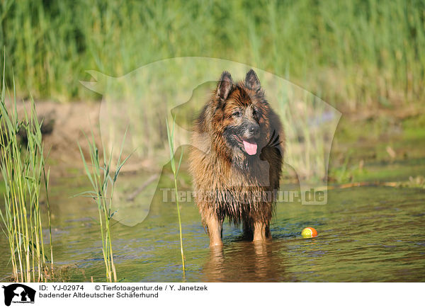 badender Altdeutscher Schferhund / YJ-02974