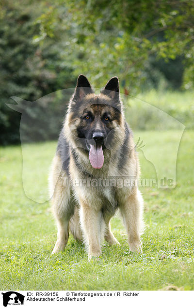 Altdeutscher Schferhund / Old German Shepherd / RR-39159