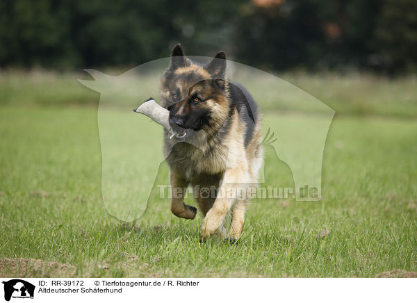 Altdeutscher Schferhund / Old German Shepherd / RR-39172
