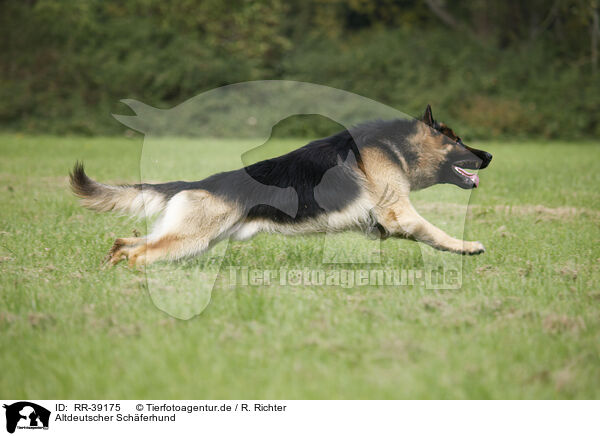 Altdeutscher Schferhund / Old German Shepherd / RR-39175