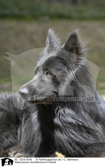 Altdeutscher Schferhund Portrait / CD-01836