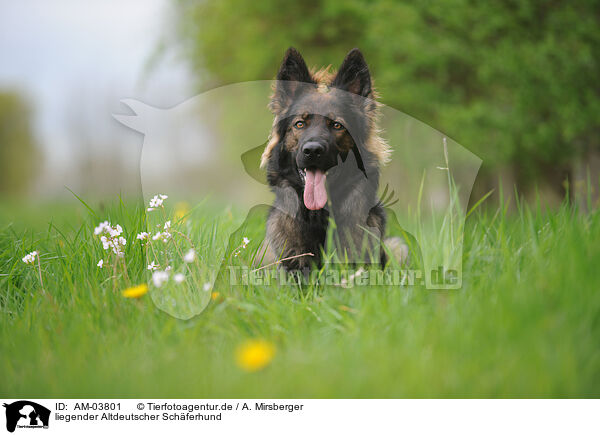 liegender Altdeutscher Schferhund / lying Old German Shepherd / AM-03801