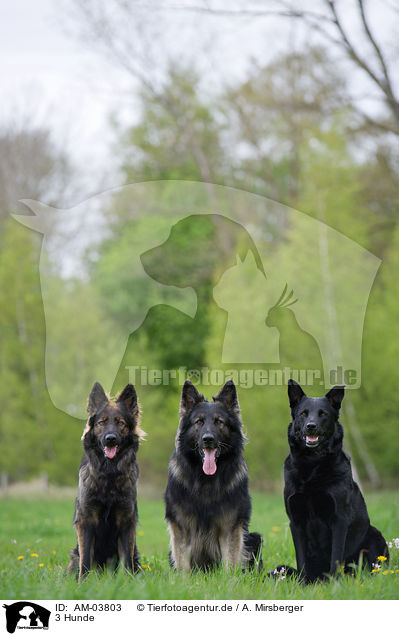 3 Hunde / 3 dogs / AM-03803