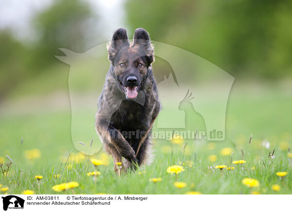 rennender Altdeutscher Schferhund / AM-03811