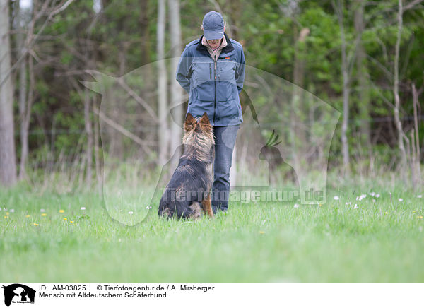 Mensch mit Altdeutschem Schferhund / human with Old German Shepherd / AM-03825