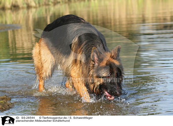 planschender Altdeutscher Schferhund / splashing Old German Shepherd / SS-28544