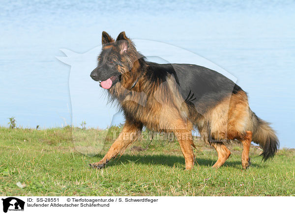laufender Altdeutscher Schferhund / walking Old German Shepherd / SS-28551