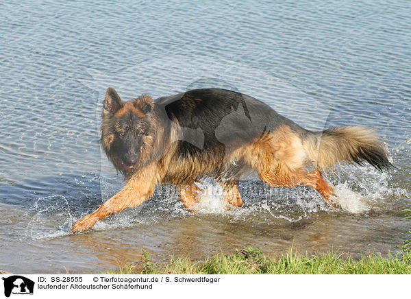 laufender Altdeutscher Schferhund / walking Old German Shepherd / SS-28555