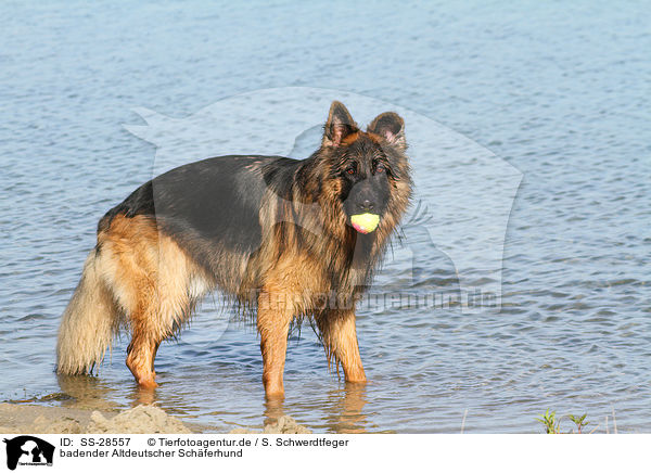 badender Altdeutscher Schferhund / bathing Old German Shepherd / SS-28557