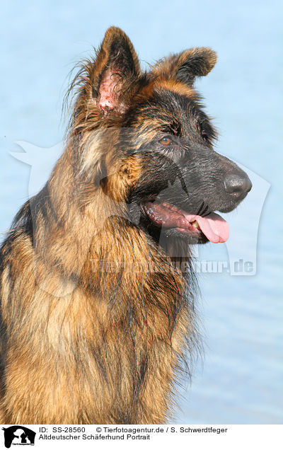 Altdeutscher Schferhund Portrait / SS-28560