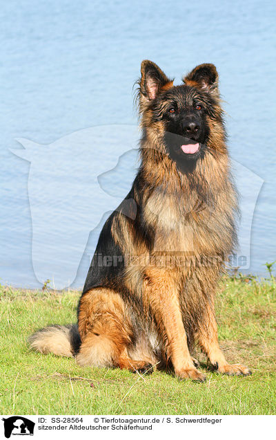 sitzender Altdeutscher Schferhund / SS-28564