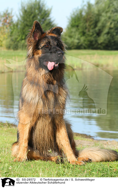 sitzender Altdeutscher Schferhund / sitting Old German Shepherd / SS-28572